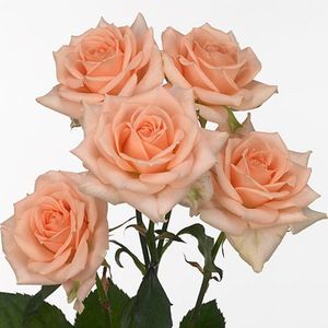 ROSE BR. SWEET SARA 40